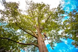 Best Tree Mulching  in Pevely, MO