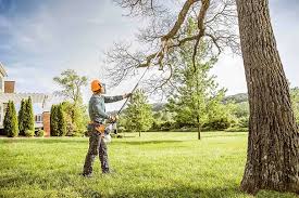 Best Tree Preservation Services  in Pevely, MO