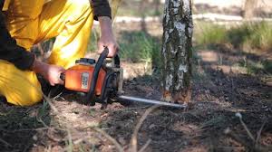 Best Tree Trimming and Pruning  in Pevely, MO