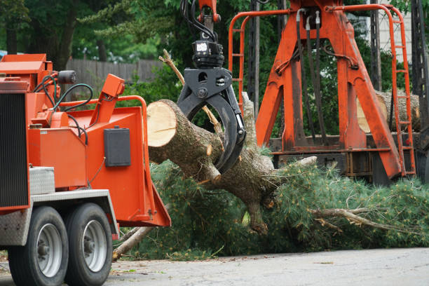 Best Stump Grinding and Removal  in Pevely, MO