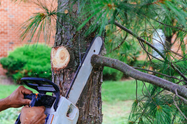 Best Emergency Tree Removal  in Pevely, MO